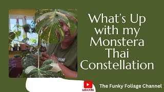 Whats Up with My Walmart Monstera Thai Constellation [upl. by Demitria]