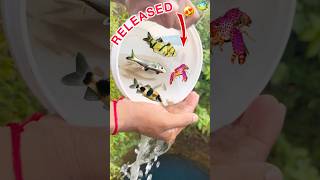 Fishes🐠crayfish🦞Catfish🐟melon barbs😍ko kuye me release kr dya🥳shortsfeedshortsminivlogpets [upl. by Jareb]