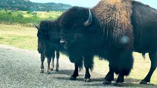 Bison’s at Caprock canyon state Park amp Trailway TX [upl. by Eliades]