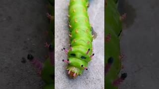 Veja a lagarta da mariposa Citheronia laocoon plantas nature shorts [upl. by Decamp361]