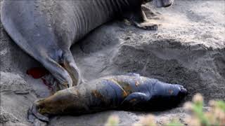 Elephant Seal Birth [upl. by Aikyt26]