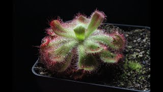 Drosera Cuneifolia Silvermine  Sundew Basic Information and Cultivation Requirements [upl. by Ardnuasac]