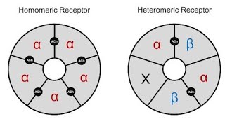 Structure of Nicotinic Acetylcholine receptors  Homomeric and Heteromeric receptors [upl. by Patterman913]