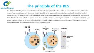 Baculovirus Efficient Tool for Protein Expression [upl. by Janel]