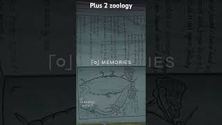 Morphology amp anatomy plus 2 zoology record 202425 [upl. by Anihtyc519]