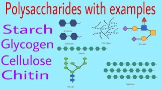 Polysaccharides with examples Starchglycogencellulose and chitin by Ak lec 9 [upl. by Pepita]