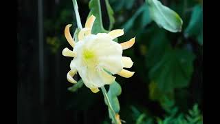 Disocactus crenatus Chichicastenango flowering timelapse [upl. by Bandler]