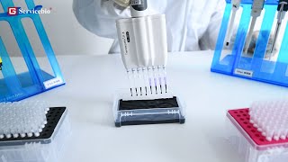 Test of low retention pipette tips Gilson Multichannel pipettes [upl. by Azila]