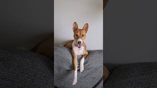 Basenji Style basenji basenjidog [upl. by Toma]