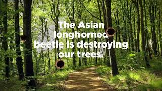 Look for the Asian Longhorned Beetle – Report Holes in Your Trees [upl. by Llerrud704]