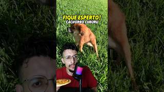 🍕 Você Adotaria o Cachorro Cururu 🤯 [upl. by Oiramel]