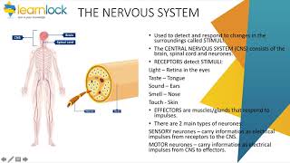 GCSE AQA Biology  B5 Homeostasis and response  Nervous system [upl. by Tedda896]