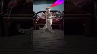 Cat videos cat [upl. by Lesig]