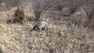 NAT Artemas Pheasant track [upl. by Cataldo194]