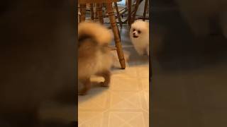 Pomeranian puppy having fun running and barking cutely [upl. by Zubkoff]