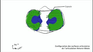 Anatomie du genou [upl. by Hafeenah804]