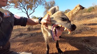 Meet The Characters Geena’s Spotted Hyena Clan  The Lion Whisperer [upl. by Nnaitsirhc983]