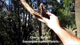 Victorian Bushfoods with Jamie Simpson [upl. by Htilil]