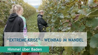 quotExtreme Krisequot  Weinbau im Wandel [upl. by Eelrihs]