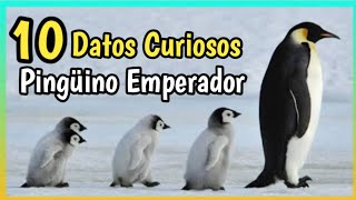 PINGÜINO EMPERADOR  El Mas Grande 10 Datos Curiosos DOCUMENTAL [upl. by Annasiul]