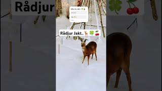 Vad För Jakt E Din Favorite🍒🍀🏞️🦌Del 1🏞️🦌 [upl. by Graf]