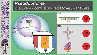 The quest for pseudouridine in mRNA A sixdecade pursuit of RNA’s pioneering modification [upl. by Nunci]