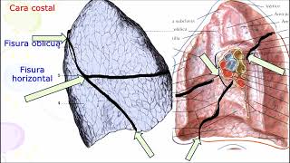 ANATOMIA DE LOS PULMONES PROF DR MARCELINO BRÍTEZ CABRERA [upl. by Jenesia]