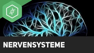 Nervensysteme  Überblick [upl. by Ylro]