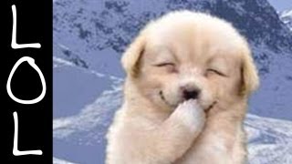 Funny Dogs  Worlds Funniest Dog Video Ever [upl. by Earissed]