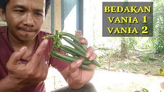 vanili planifolia di bagi jadi 2 persediaan bibit ada [upl. by Aikemal162]