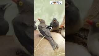 Oxpecker Natures Feathered Cleaners OxpeckerFacts Wildlife NatureLovers SubscribeAnimalFacts [upl. by Idhem]