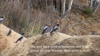 Kråkejakt med rifle 2016Crow huntingKrähe Jagd [upl. by Manfred459]