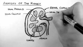 Renal Anatomy 1  Kidney [upl. by Goodhen246]