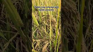 Paddy crop infected with kando parasites shorts [upl. by Andromede]