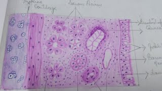 Histology of Trachea [upl. by Yseulta]