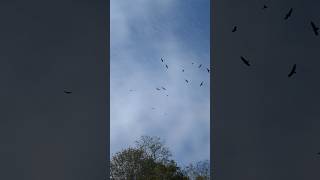 Turkey Vultures early Autumn appalachia nature fallvibes [upl. by Asare]