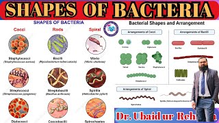 62 Size amp Shapes of Bacteria  Cocci Tetrad Sarcina  Bacilli  Spiral  Class 11  Biology [upl. by Vivl]