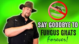 Get Rid Of Fungus Gnats Forever With This Simple Garden Hack [upl. by Aynotal]