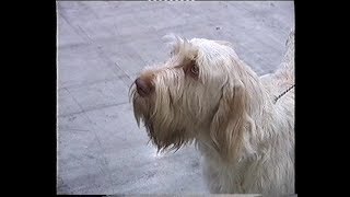 Spinone Italiano spinoneitaliano [upl. by Pompea]