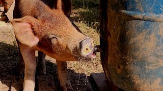 How to Make a Pig Waterer From a 55 Gallon Drum [upl. by Orelie50]