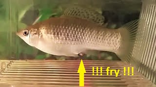 Molly fish giving birth to 80 babies דג מולי משריץ [upl. by Yemorej]