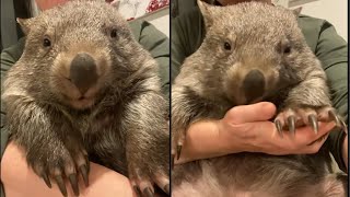 OMG You Wont Believe How Cute These Wombats Are 33 [upl. by Roselane]