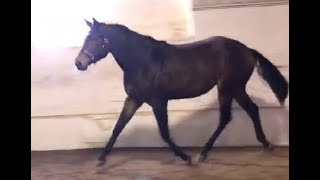 DGS Ziptastic  2022 AQHA Mare by Too Sleepy To Zip  Arena 112023 [upl. by Holub]