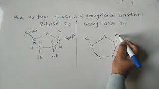 How to draw ribose and deoxyribose structure  difference between ribose and deoxyribose [upl. by Valle]