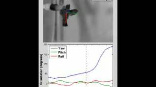 Hummingbird Turning Dynamics [upl. by Job]