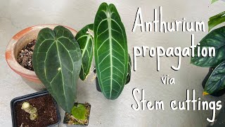 Anthurium propagation Stem cuttings [upl. by Brunelle]