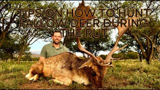 TIPS ON HOW TO HUNT FALLOW DEER DURING THE RUT [upl. by Ahders]