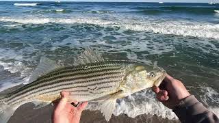 Striped Bass  Fall Run  Topwater Action [upl. by Steffy708]