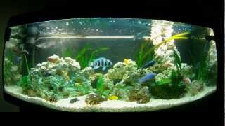 Cichlids Malawi Tanganyika 450L [upl. by Cogn]