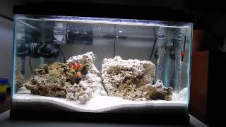 10 Gallon Clownfish [upl. by Roos]